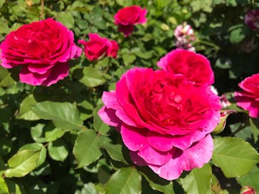 横浜イングリッシュガーデンに投稿された画像（2023/5/3）