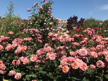 横浜イングリッシュガーデンに投稿された画像（2023/5/3）