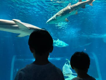 アクアワールド茨城県大洗水族館に投稿された画像（2023/5/3）