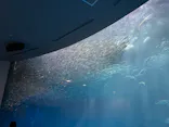 名古屋港水族館に投稿された画像（2023/5/4）