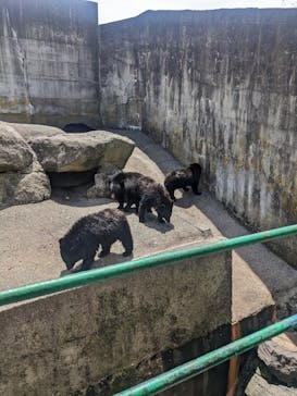 奥飛騨クマ牧場に投稿された画像（2023/5/3）