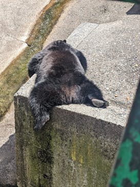 奥飛騨クマ牧場に投稿された画像（2023/5/3）