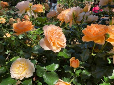 横浜イングリッシュガーデンに投稿された画像（2023/5/3）