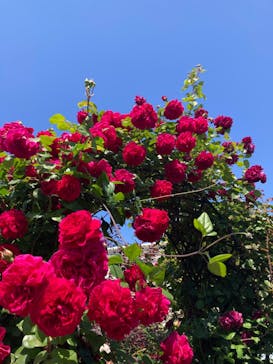 横浜イングリッシュガーデンに投稿された画像（2023/5/3）