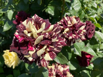 横浜イングリッシュガーデンに投稿された画像（2023/5/3）