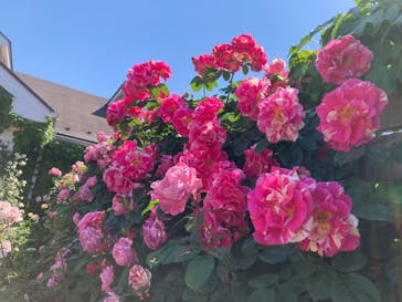 横浜イングリッシュガーデンに投稿された画像（2023/5/3）