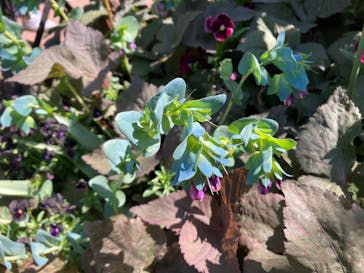 横浜イングリッシュガーデンに投稿された画像（2023/5/3）