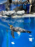 越前松島水族館に投稿された画像（2023/5/4）