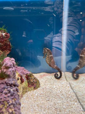 マリンワールド海の中道に投稿された画像（2023/5/3）