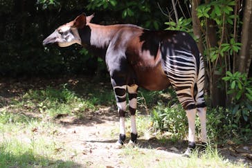 よこはま動物園ズーラシアに投稿された画像（2023/5/3）