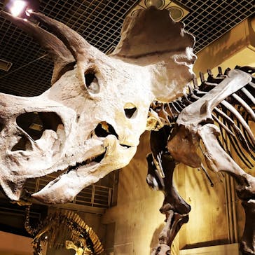 国立科学博物館に投稿された画像（2023/5/1）