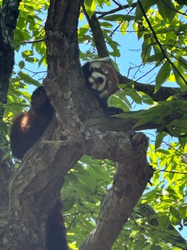 よこはま動物園ズーラシアに投稿された画像（2023/5/3）