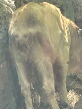 よこはま動物園ズーラシアに投稿された画像（2023/5/3）