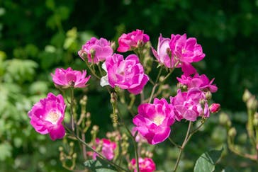 横浜イングリッシュガーデンに投稿された画像（2023/5/3）