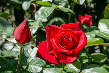 横浜イングリッシュガーデンに投稿された画像（2023/5/3）