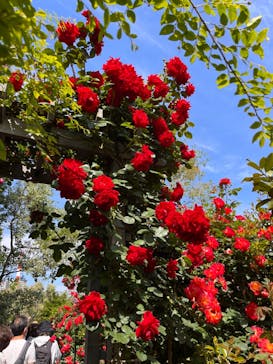 横浜イングリッシュガーデンに投稿された画像（2023/5/3）