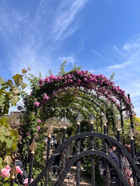 横浜イングリッシュガーデンに投稿された画像（2023/5/3）