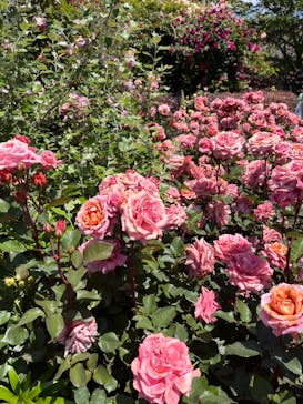 横浜イングリッシュガーデンに投稿された画像（2023/5/3）