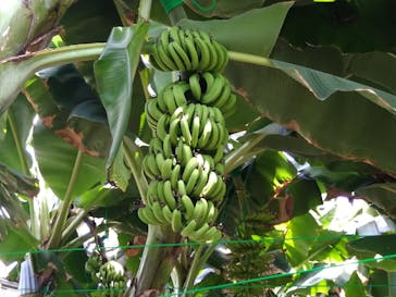 熱川バナナワニ園に投稿された画像（2023/5/4）