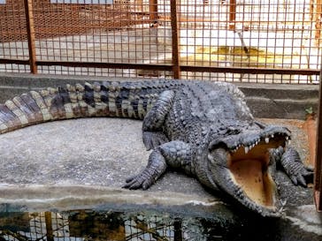 熱川バナナワニ園に投稿された画像（2023/5/4）