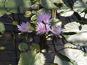 熱川バナナワニ園に投稿された画像（2023/5/4）