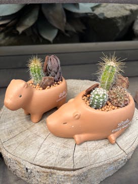 伊豆シャボテン動物公園に投稿された画像（2023/5/3）