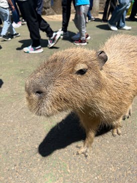 伊豆シャボテン動物公園に投稿された画像（2023/5/3）