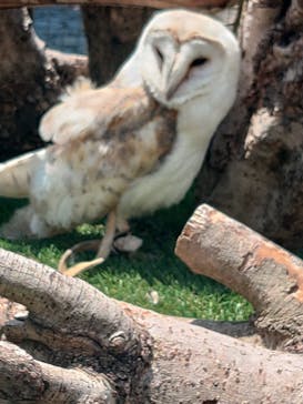 伊豆アニマルキングダムに投稿された画像（2023/5/4）