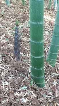 偕楽園本園に投稿された画像（2023/5/4）