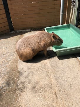 那須どうぶつ王国に投稿された画像（2023/5/4）