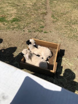 那須どうぶつ王国に投稿された画像（2023/5/4）