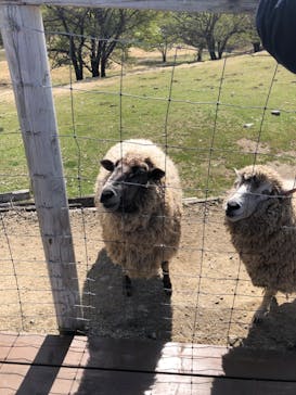 那須どうぶつ王国に投稿された画像（2023/5/4）