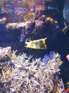 名古屋港水族館に投稿された画像（2023/5/4）