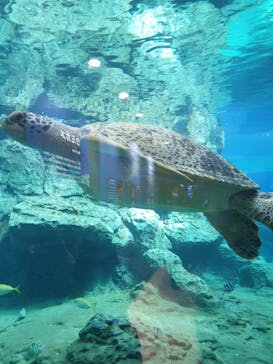 名古屋港水族館に投稿された画像（2023/5/4）