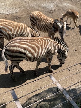 伊豆アニマルキングダムに投稿された画像（2023/5/4）