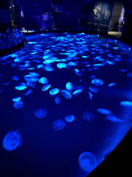 すみだ水族館に投稿された画像（2023/5/4）