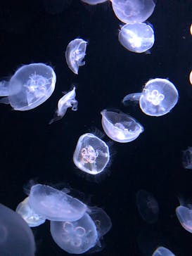 サンシャイン水族館に投稿された画像（2023/5/4）