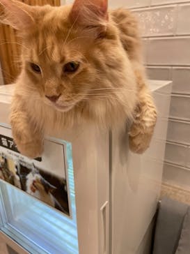 猫カフェモカ　町田ジョルナ店に投稿された画像（2023/5/4）