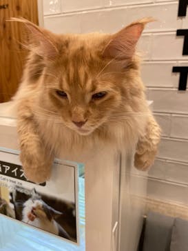 猫カフェモカ　町田ジョルナ店に投稿された画像（2023/5/4）