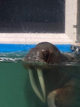 ゼロ距離水族館 伊勢シーパラダイスに投稿された画像（2023/5/4）