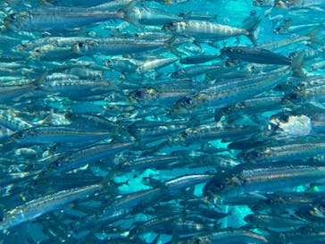 環境水族館アクアマリンふくしまに投稿された画像（2023/5/4）