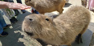 伊豆シャボテン動物公園に投稿された画像（2023/5/4）