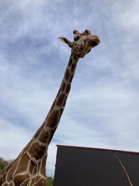 東北サファリパークに投稿された画像（2023/5/4）