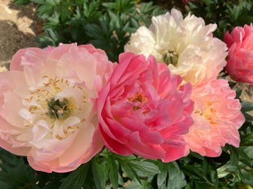 日本庭園　由志園に投稿された画像（2023/5/4）