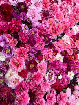 日本庭園　由志園に投稿された画像（2023/5/4）