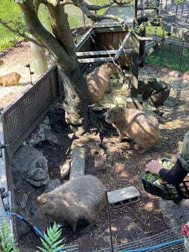 伊豆シャボテン動物公園に投稿された画像（2023/5/4）