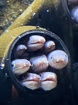 仙台うみの杜水族館に投稿された画像（2023/5/4）