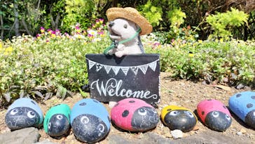 ニューヨークランプミュージアム＆フラワーガーデンに投稿された画像（2023/5/4）