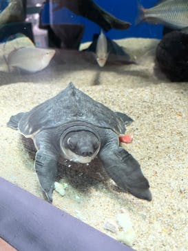 名古屋港水族館に投稿された画像（2023/5/4）