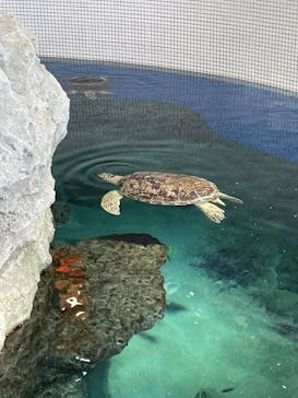 名古屋港水族館に投稿された画像（2023/5/4）